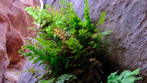 hardy green fern growing within rock face wall deep within remote canyon location in nature