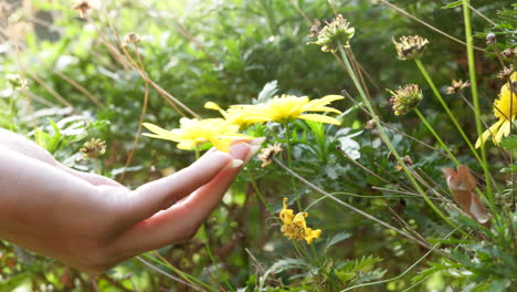 Gelbe-Gänseblümchen-Blumenpflanze-In-Frauenhand