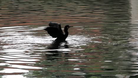 Cormorán-Bañándose,-Sumergiendo-La-Cabeza,-Sacudiendo-Las-Plumas-Y-Luego-Batiendo-Las-Alas-Para-Sacudir-El-Agua-De-Las-Plumas-Permeables-Al-Agua