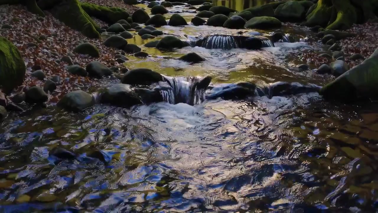 Golden Sunlight Illuminates a Forest Stream with Moss-Covered Rocks