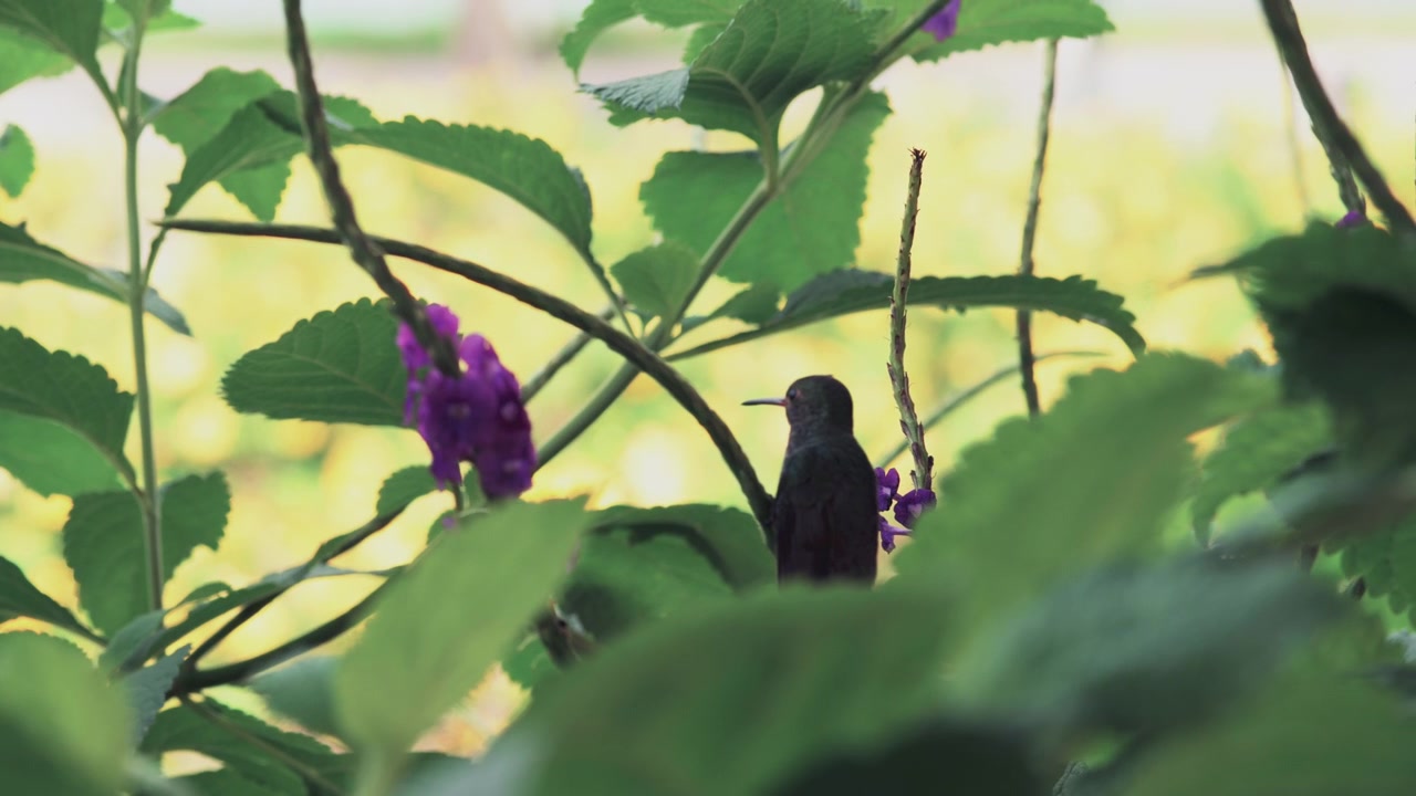 Piccolo colibrì dal piumaggio scuro appollaiato tra foglie e steli verdi, vicino a una spiga con fiori viola