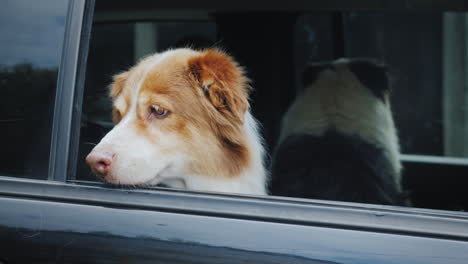 two shepherds waiting for their owner in the car