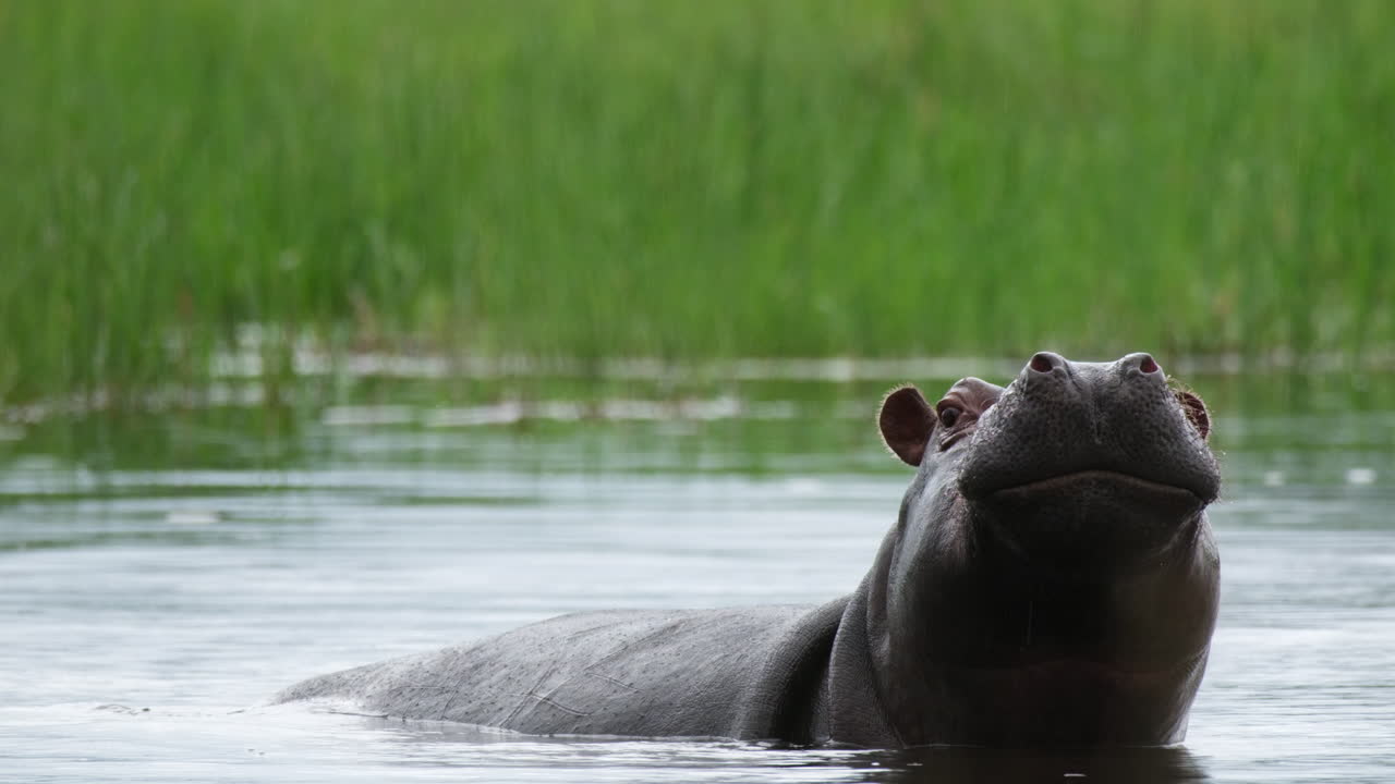 enorme hipopótamo en el río en la reserva africana - de cerca