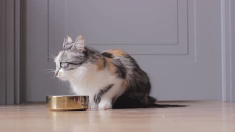 domestic longhair cat munching her food from a golden bowl