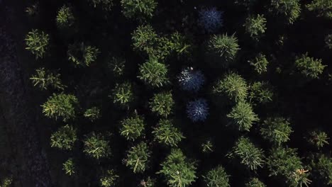 Aerial ascending shot above Christmas trees