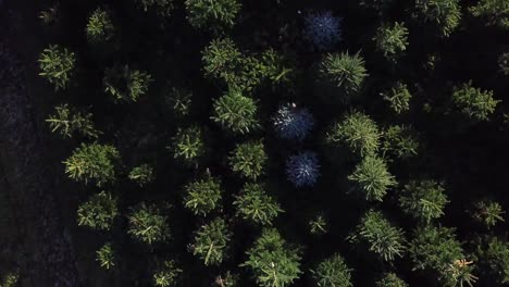 aerial ascending shot above christmas trees