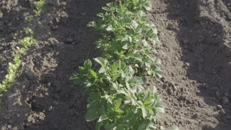 Planta-De-Patata-En-Crecimiento-En-El-Campo-Agrícola-Con-Tierra-Cultivada,-Vista-Inclinada-Hacia-Arriba