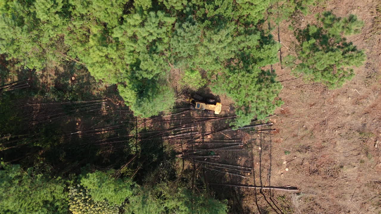 Aerial view of deforestation for tree timber and pulp production in Misiones, Argentina, showing the impact of logging heavy machinery cut down pines and environmental destruction, drone revealing