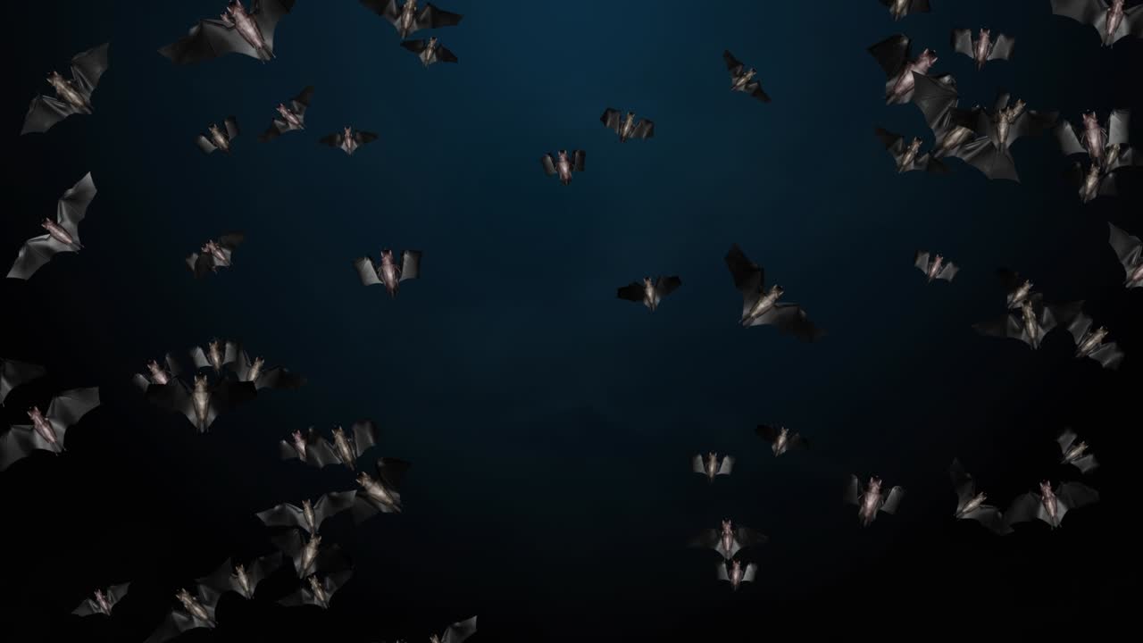 4K Fliegende Fledermäuse in die Kamera Motion Graphics mit Greenscreen Schleifenhintergrund