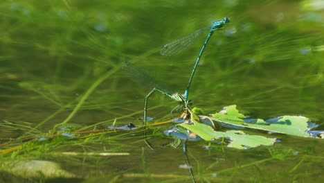 Libelle,-Die-Aufrecht-Steht,-Während-Sie-An-Einer-Anderen-Fliege-Befestigt-Ist,-Während-Sie-Still-Sitzt