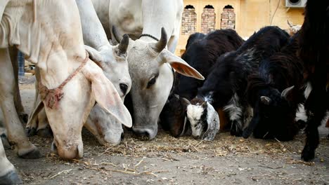 rebaño de vacas y cabras pastando hierba