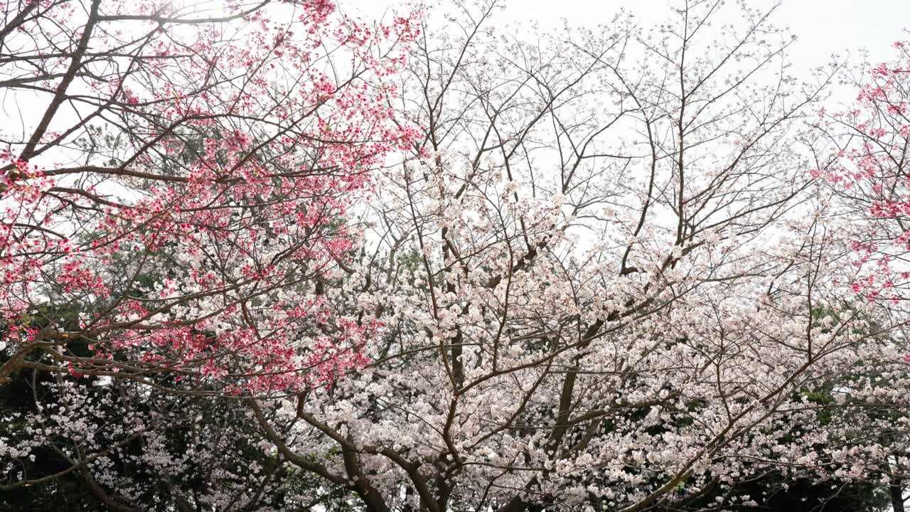 꽃이 피는 빛의 체리 꽃과 요시노 체리 나무