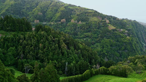 beautiful forest mountain drone view. picturesque woodland scene on cloudy day.