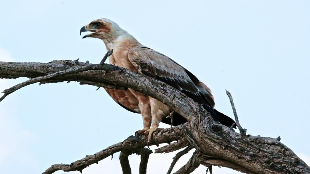 A beautiful Tawny eagle on a dead tree branch in the Kalahari