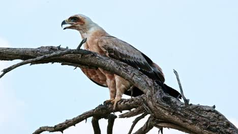 a beautiful tawny eagle on a dead tree branch in the kalahari