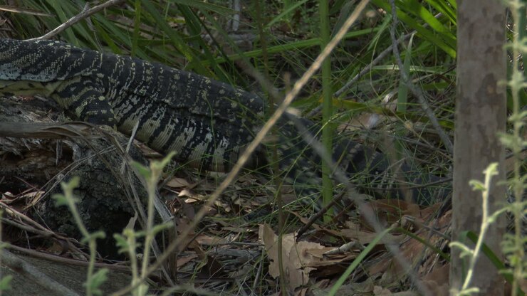 Grote Australische Goanna beweegt zich door de bush