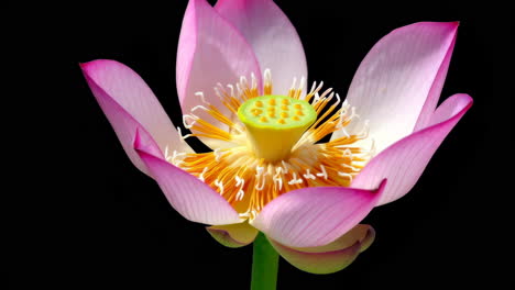 pink lotus flowers