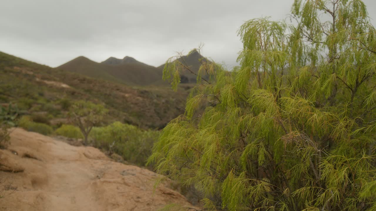planta verde que crece en el paisaje volcánico rocoso seco del sur de tenerife en primavera, islas canarias, españa