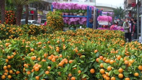 Un-Puesto-Callejero-Que-Vende-árboles-De-Kumquat,-También-Conocidos-Como-árboles-De-Mandarina,-Un-Adorno-Decorativo-Típico-Del-Año-Nuevo-Chino-Para-Hogares-Y-Negocios-Antes-Del-Año-Nuevo-Lunar-Chino