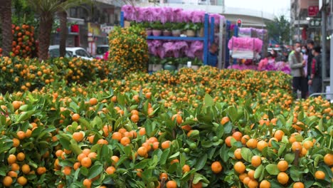 a street stall selling kumquat trees, also known as tangerine trees, a typical chinese new year decorative ornament for households and businesses ahead of the lunar chinese new year