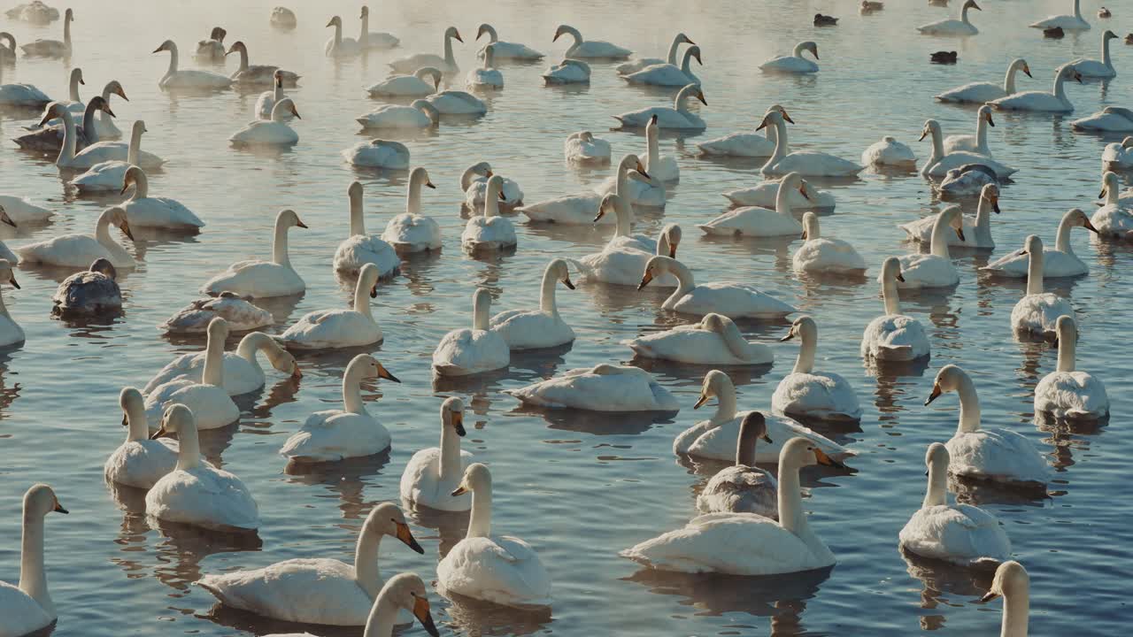 Many Swans in a Hot Spring