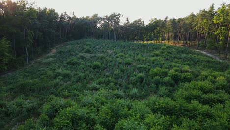 aerial flyover new planted trees after deforestation in wilderness. sunset light in background.