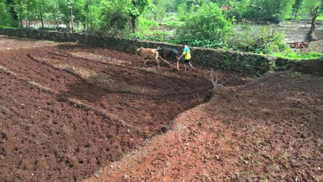 Toma-Aérea-De-Un-Hombre-Cultivando-Con-Sus-Vacas