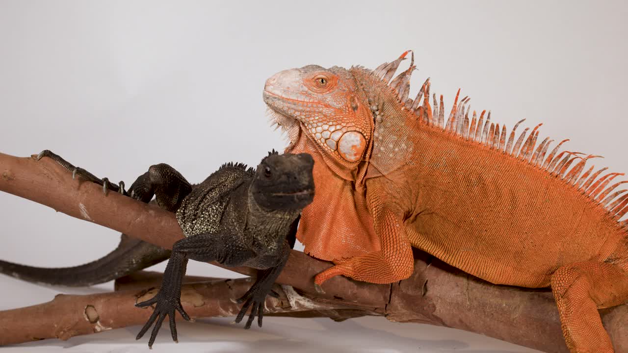Una persona usa delle pinzette di metallo per nutrire un'iguana nera appollaiata accanto a un'iguana arancione