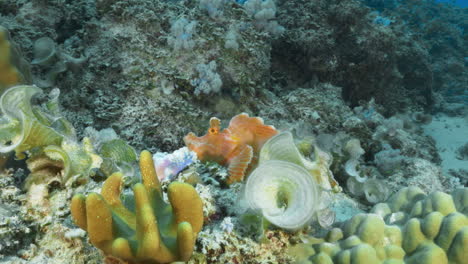 a beautiful pink rhinopias eschmeyeri perfectly camouflaged in between the soft corals on the volcanic ocean floor