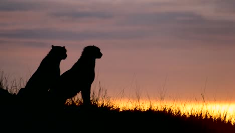 two cheetahs looking around during sunset in samburu national reserve - kenya