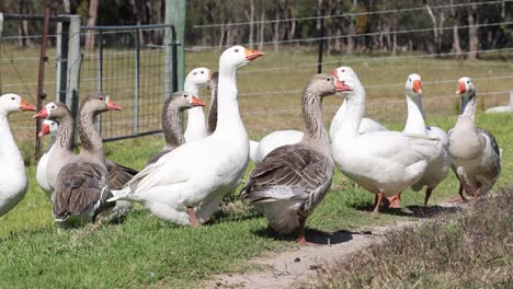 a group of geese socializing in a grassy enclosure