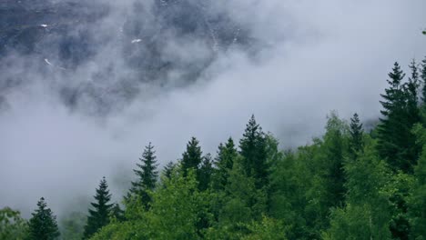 Mountain-forest-Fog-Norway