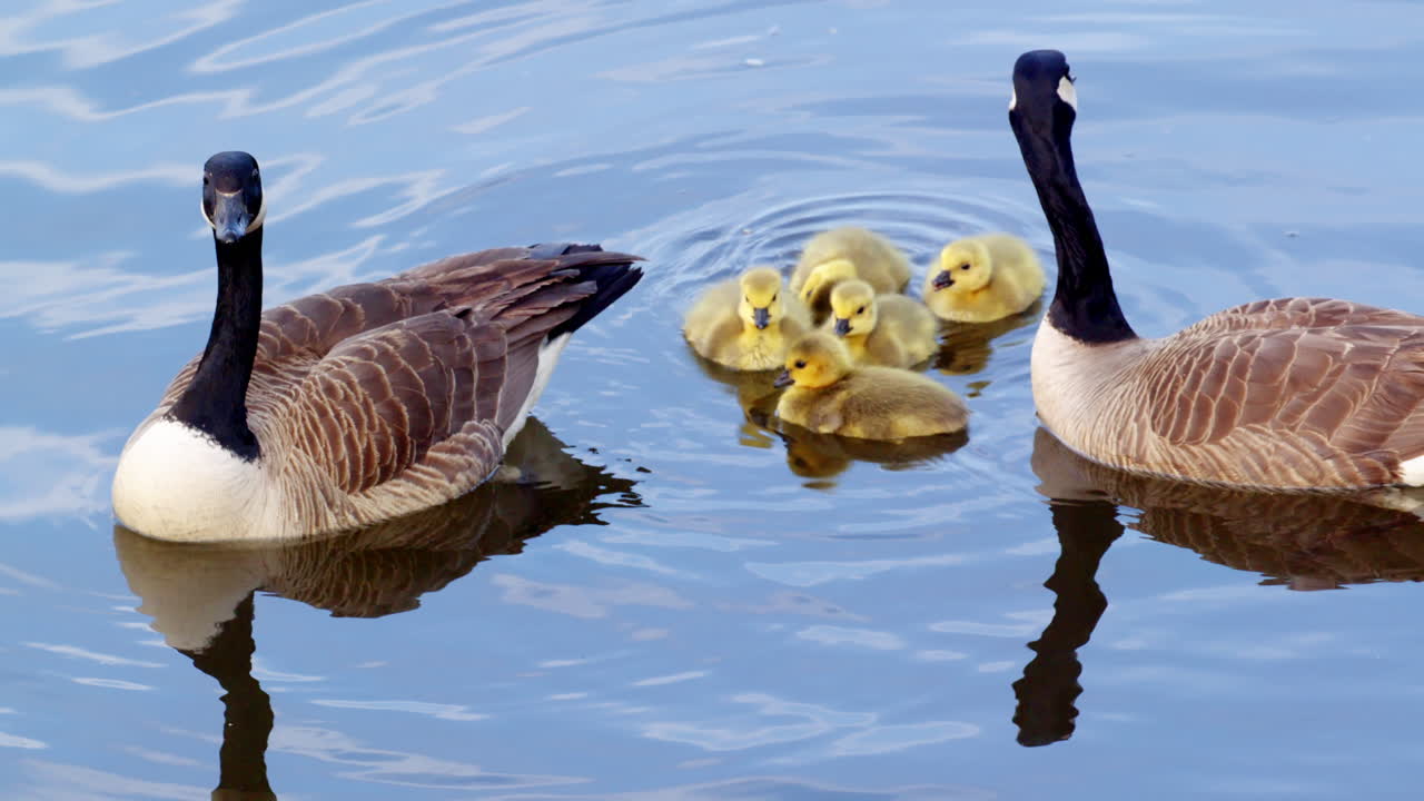 Goslings, in slow motion, swim, feed, and play near their protective elders.