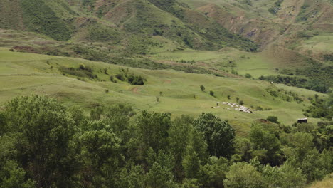 nomadic pastoralism in georgia - herd of livestock grazing in the distance