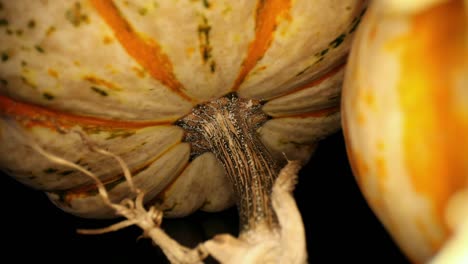 pulling away from a gourd set on its stem, passing by another on the side