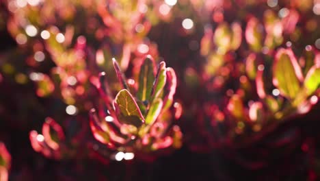 close-up of leaves with sunlight and bokeh