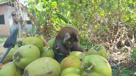 a big male macaque monkey sitting biting a huge green coconut