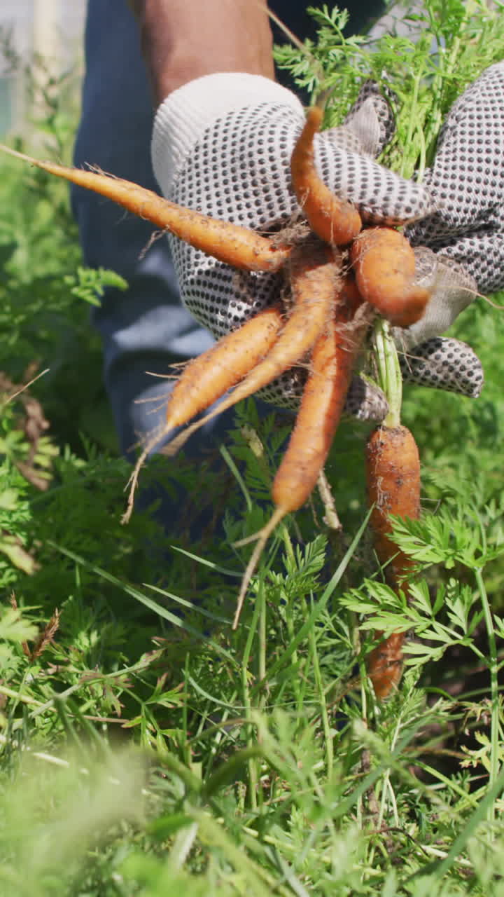 Video of hands of african american man wearing gloves and picking carrots