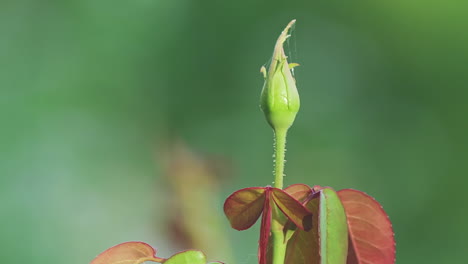 Close-up-macro-of-closed-rose,-with-green-natural-background