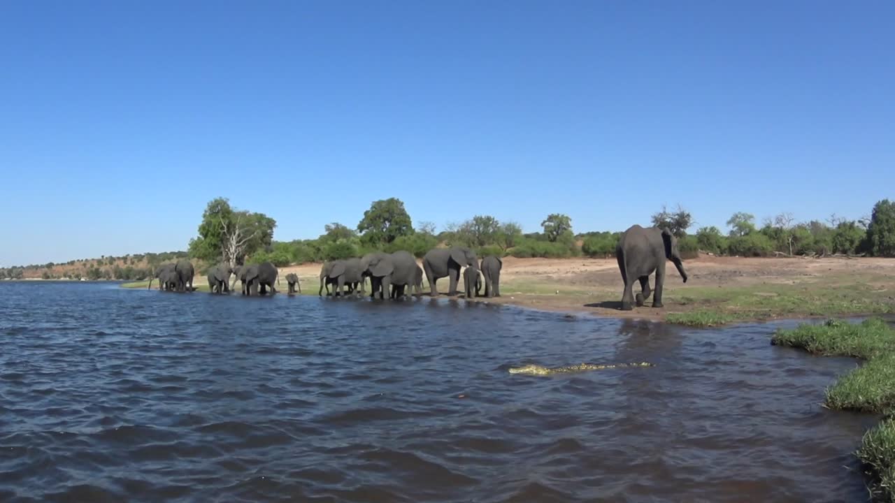 African bush elephants (Loxodonta africana) have come to the river to drink, a young crocodile in the foreground. Chobe National Park. Botswana.