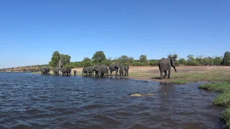 african bush elephants (loxodonta africana) have come to the river to drink, a young crocodile in the foreground. chobe national park. botswana.