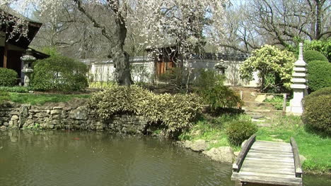 jib shot rises above azalea bush and footbridge to higher view of japanese garden