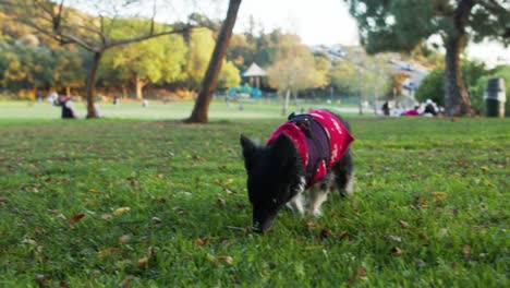 Dog-with-Christmas-sweater-sniffing-and-playing-at-the-Lake-Hollywood-Park