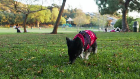 Perro-Con-Suéter-Navideño-Olfateando-Y-Jugando-En-El-Parque-Del-Lago-Hollywood