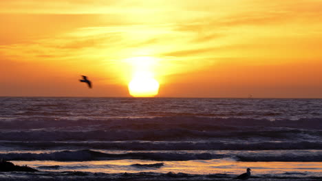 una puesta de sol dorada en el horizonte del océano vista desde una playa con gaviotas en silueta