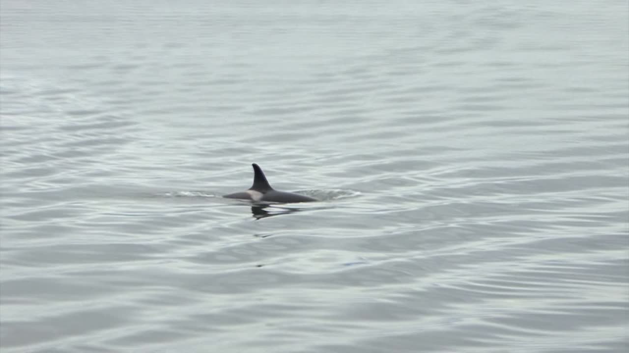 orca o ballena asesina en busca de alimento, saltando a la superficie en busca de aire, en alaska