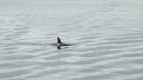 orca or killer whale in the search of food, breaching to the surface for air, in alaska