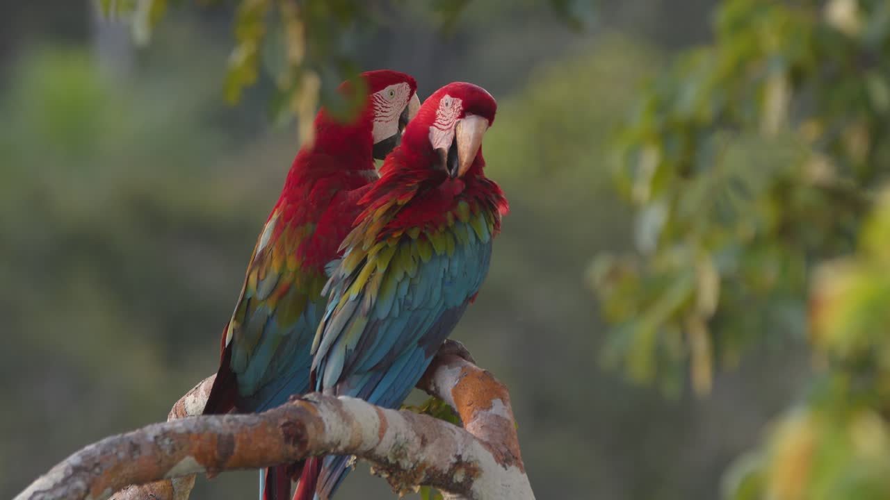 Majestic macaw duo perched in Peru’s lush jungle, sharing an affectionate moment in dreamy lighting.