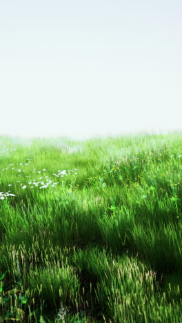 serene green grass field