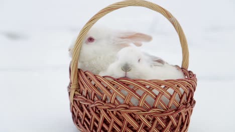 cute rabbits in the basket, easter bunny at the farm